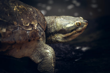 The Australian Eastern Short-necked turtle or Emydura macquarii isÂ a common turtle found in rivers in eastern Australia.Â の写真素材