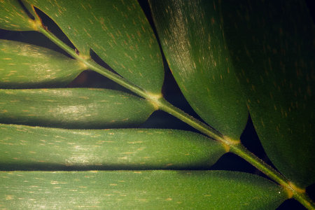 Zamia furfuracea is a species of cycad endemic to southeastern Veracruz state in eastern Mexico.