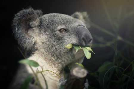 In a peaceful daze from the sheer amount of juicy eucalyptus leaves consumed.の写真素材