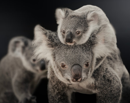 The koala, sometimes incorrectly called the koala bear, is an arboreal herbivorous marsupial native to Australia.の写真素材