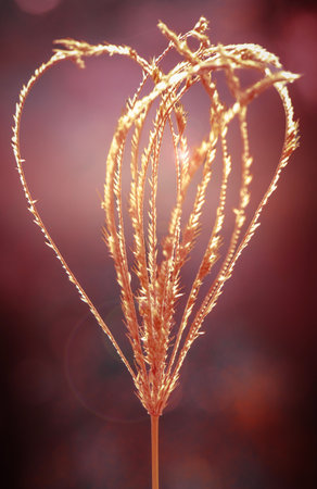 Chloris is a widespread genus of monophyletic grasses belonging to the family Poaceae, known generally as windmill grass or finger grass.の写真素材