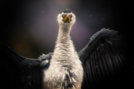 The little pied cormorant, little shag or kawaupaka is a common species of Australasian waterbird,...