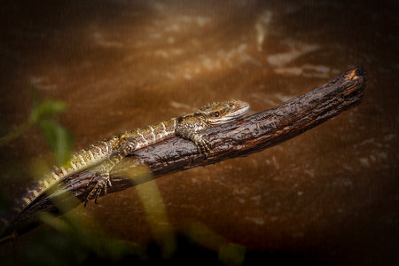 The Eastern Water Dragon or Intellagama lesueurii is a fascinating reptile native to eastern Australia.の写真素材