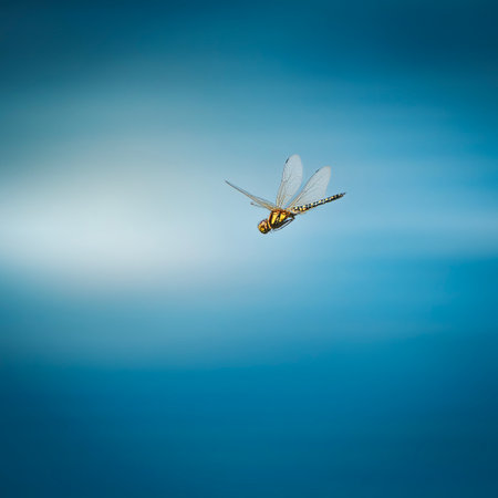 Hydrobasileus brevistylusÂ is a species of dragonfly in the family Libellulidae, known as the water prince.の写真素材