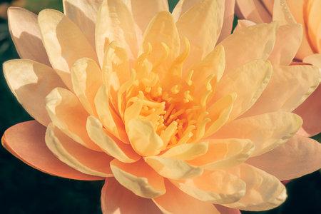 Closeup of a stunning Peach Water Lily. They are known for their striking, often fragrant flowers that float on the water's surface or rise slightly above it.の写真素材
