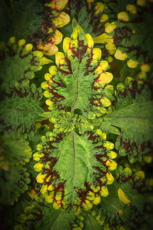 The Coleus plant or Plectranthus scutellarioides is primarily grown and loved for its vibrant and diverse foliage, which comes in a stunning array of colors, patterns, and textures.の写真素材