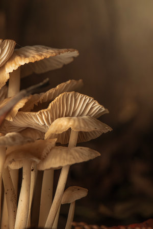 Gymnopus mushrooms areÂ a genus of saprotrophic decomposing fungi, commonly found in leaf and...
