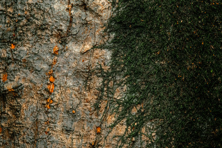The Rosewood tree, scientifically known as Dysoxylum fraserianum, is a medium to large evergreen tree native to the subtropical and dry rainforests along the east coast of Australia.の写真素材