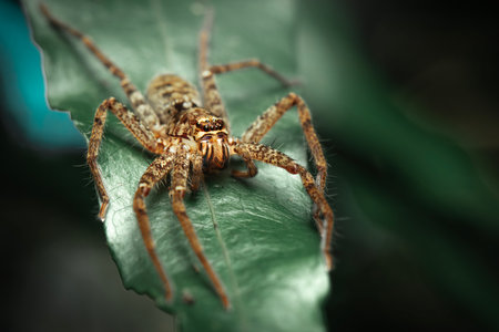 Huntsman spiders, members of the family Sparassidae, catch their prey by hunting rather than in webs. They are also called giant crab spiders because of their size and appearance.の写真素材