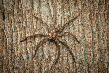 Huntsman spiders, members of the family Sparassidae, catch their prey by hunting rather than in webs. They are also called giant crab spiders because of their size and appearance.の写真素材