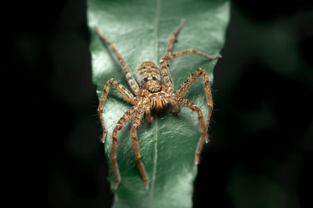 Huntsman spiders, members of the family Sparassidae, catch their prey by hunting rather than in webs. They are also called giant crab spiders because of their size and appearance.の写真素材