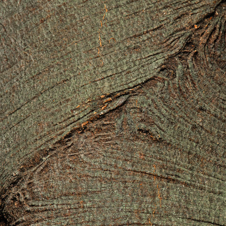 Jagera pseudorhus, commonly named foambark, is a species of rainforest trees, in the northern half of eastern Australia and in New Guineaの写真素材