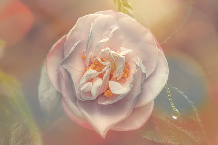 The Camellia Sasanqua flower is a beautiful bloom that appears in the autumn and early winter, bringing a touch of elegance to the cooler seasons.の写真素材