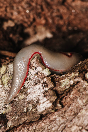 The red triangle slug or Triboniophorus graeffei is a species of air breathing land slug.の写真素材