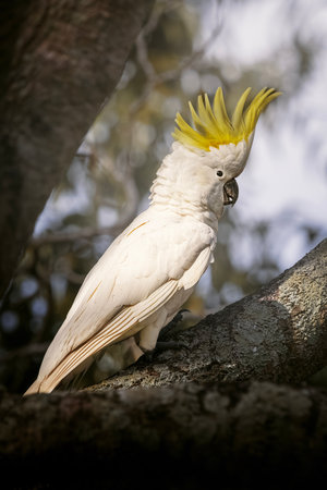The sulphur-crested cockatoo is a relatively large white cockatoo found in wooded habitats in Australia.の写真素材