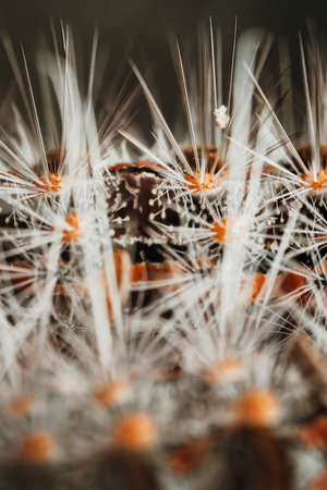 Caterpillar of a Black Spot Moth found in Oxley Creek Common, Brisbane.の写真素材