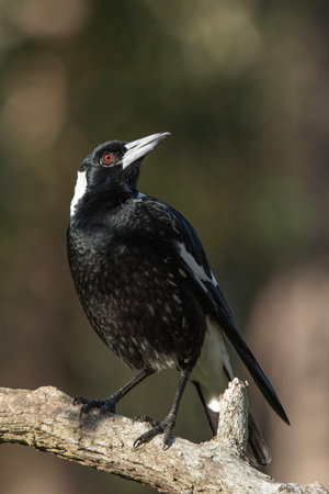 Australian magpie found perched in a tree at Simpson Falls in Brisbane, Queensland.の写真素材