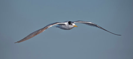 The greater crested tern, also called crested tern, swift tern, or great crested tern flying in sky at the Gold Coast, Queensland, Australia.の写真素材