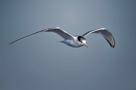 The greater crested tern, also called crested tern, swift tern, or great crested tern flying in sky at the Gold Coast, Queensland, Australia.の写真素材
