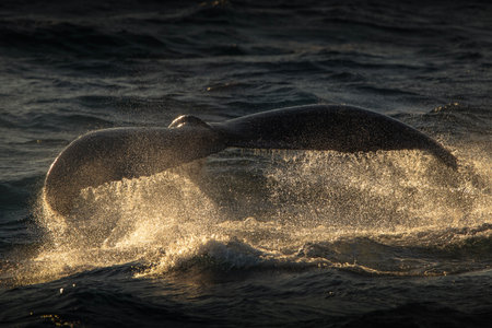 Humpback whale showing off its tail in the ocean near Gold Coast, Queensland, Australia.の写真素材