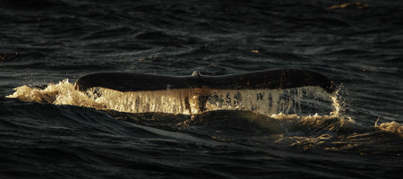 Humpback whale showing off its tail in the ocean near Gold Coast, Queensland, Australia.の写真素材