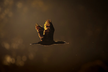 Little Black Cormorant in the setting sun flying over Gold Creek Reservoir in Brisbane, Queensland.の写真素材