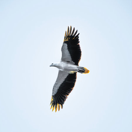 White-bellied sea eagle in flight in the afternoon sun.