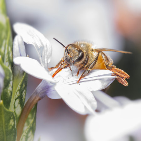 European Honey Bee out pollinating the day at Mount Coot-tha Botanical Gardens in Brisbane,...