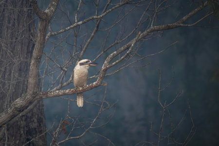 Laughing Kookaburra surrounded by the smoke of a bushfire in the countryside of Kholo, Queensland.の写真素材