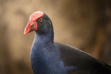 TheÂ Australasian SwamphenÂ also called Porphyrio melanotus isÂ a large, conspicuous waterbird commonly found in wetlands, swamps, and urban parks across eastern and northern Australia.の写真素材