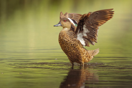 TheÂ Grey TealÂ or Anas gracilis is aÂ small dabbling duck widely distributed across Australia.の写真素材