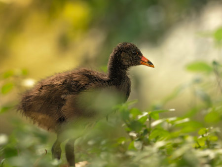 Dusky moorhen chick by the lake in the late afternoon.の写真素材