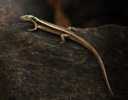 TheÂ Eastern Water SkinkÂ or Eulamprus quoyii also known as the golden water skink, isÂ a common, medium sized lizard found throughout eastern Australian wetlands.の写真素材