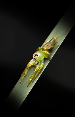 TheÂ Green Jumping SpiderÂ or Mopsus mormon isÂ Australia's largest jumping spiderÂ and a common resident of eastern Australian rainforests and gardens. Known for its excellent vision and active, daytime hunting style, it is a fascinating and generally timid arachnid.の写真素材