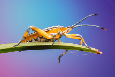 The Common Gum-tree Bug or Amorbus alternatus is a large, distinctive insect frequently found...