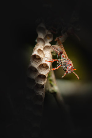 TheÂ Stick-nest Brown Paper WaspÂ or Ropalidia revolutionalis isÂ a small, social wasp native to Australiaの写真素材