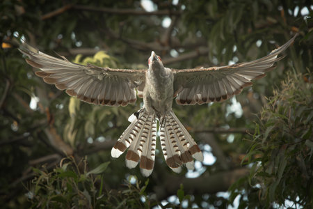 The Channel-billed Cuckoo or Scythrops novaehollandiae.の写真素材