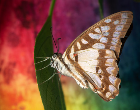 The Pale Triangle or Graphium eurypylus, also known as the Pale Green Triangle, is a fast-flying, tropical swallowtail butterfly.の写真素材
