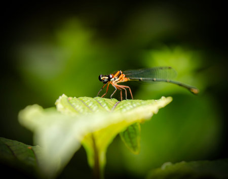 Orange Threadtail Damselfly found in Mount Coot-tha Botanical Gardens in Brisbane.
