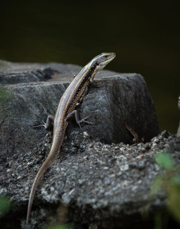 Eastern Water Skink out foraging for food during the afternoon at Mount Coot-tha Botanical Gardens...