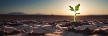 Green seedling growing in the desert at sunset. Ecology concept.の素材