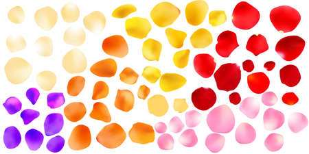Backdrop of rose petals isolated on a transparent white background. Valentine day background. Vector illustration.のイラスト素材
