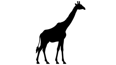 Silhouette of a giraffe isolated on white background.のイラスト素材
