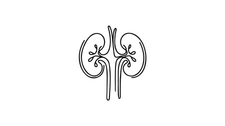 Human kidneys with ureters one line art. Continuous line drawing of human, internal, organs, kidneys, ureters, excretory system.のイラスト素材