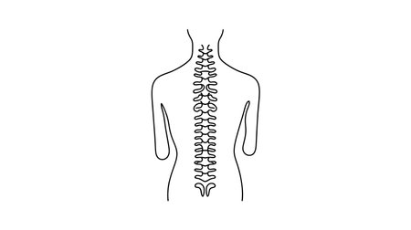 Spine one line on white background, simple sketch of part of skeleton.のイラスト素材