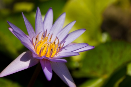 Lotusの写真素材