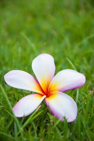 Frangipaniの写真素材