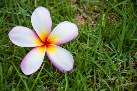 Frangipaniの写真素材