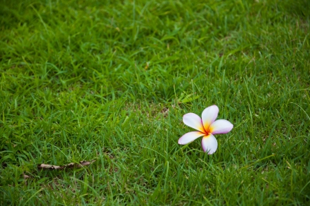 Frangipaniの写真素材