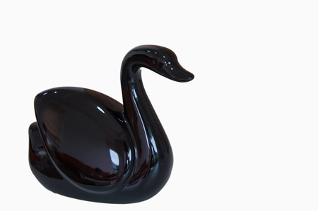 black swan の写真素材